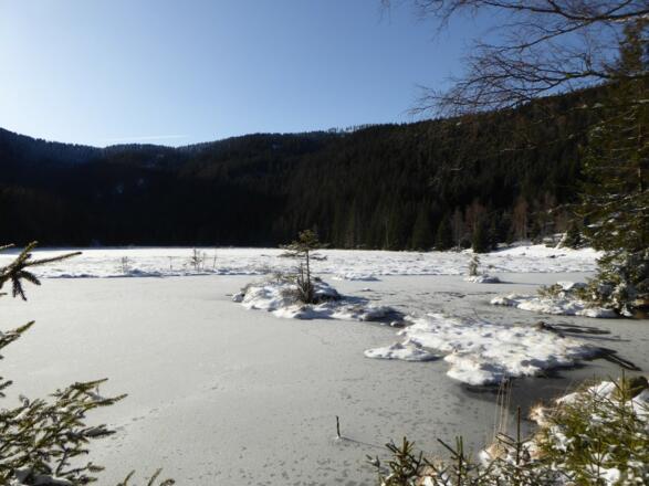 Schwimmende Inseln im Kleiner Arbersee