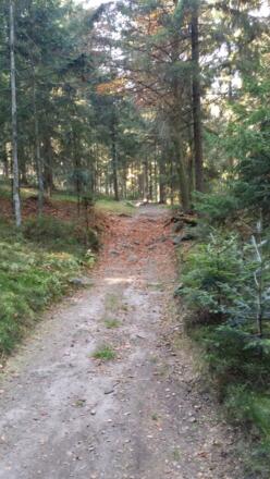 Waldweg auf dem Rückweg