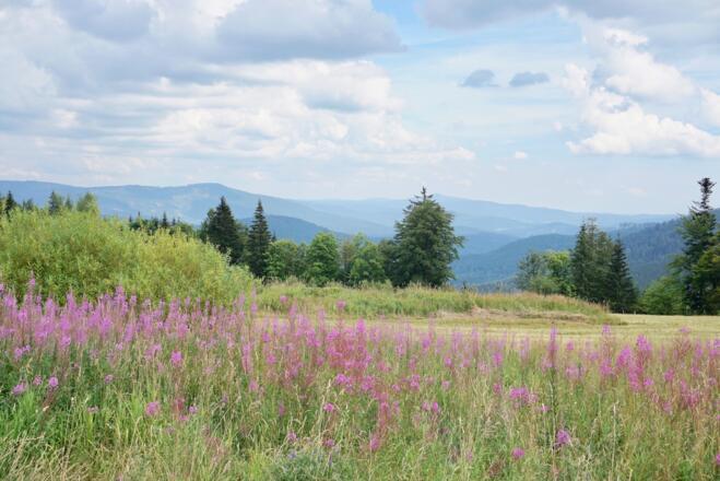Aussicht von Brenner zum Falkenstein und Rachel