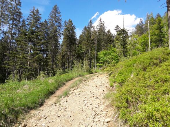 Anstieg zur Arberhochstraße