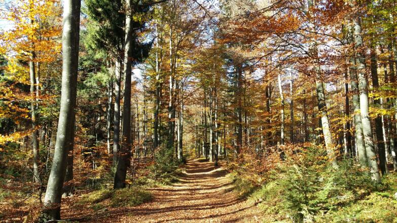 SOnniger Buchenwald Abstieg vom Hirschenstein