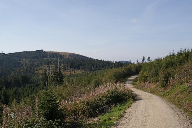 Rückblick zum Enzian von der Straße unterm Kleinen Arber