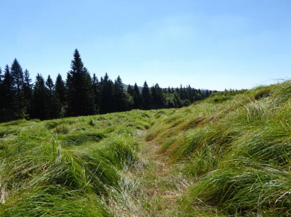 Pfad Jährlingsschachten