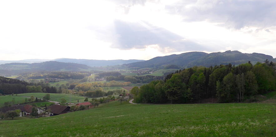 Blick über Weingarten zum Gallner