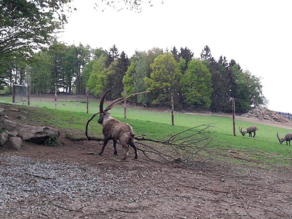 Steinbockgehege am Blumerberg