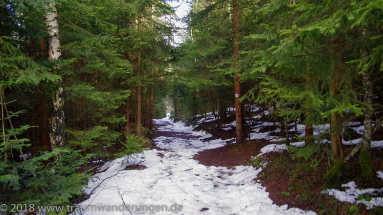 Schneematsch im Wald