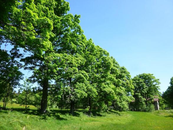 Ahorn-Allee bei Ödwies