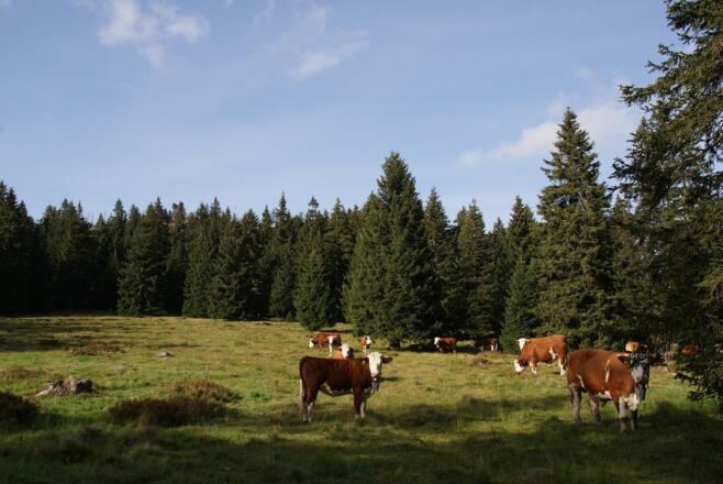 Ochsenweide auf dem Weg zur Chamer Hütte