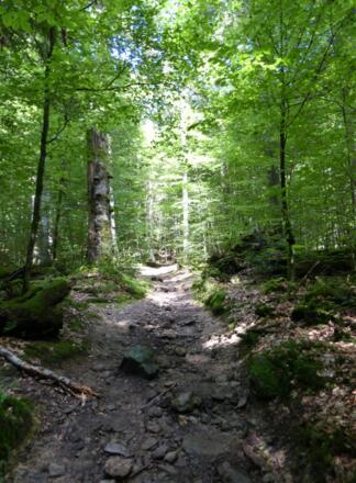 Pfad hinauf zum Großen Falkenstein