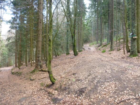 nach Hohenried - Verlassen von Weg 18 - rechts bergauf nach Ödwies