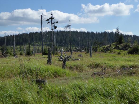 Blick auf den Großen Falkenstein