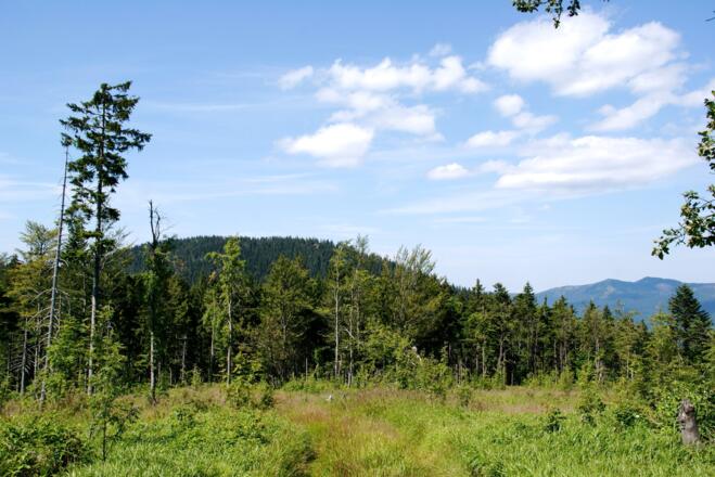 Weg zum Reischflecksattel mit Schwarzeck