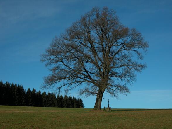 Kapellenberg-Eiche beim Tour-Start