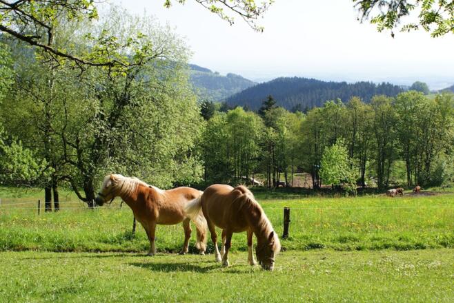 Pferdeweide am Weg in Glashütt