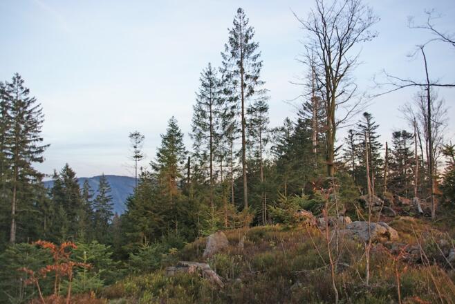 Blick vom Hadriwa-Höhenweg zum Pröller