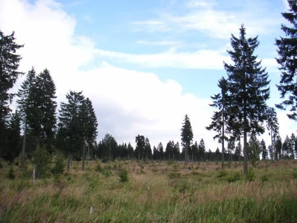 Das Plateau Hochzellberg ist kaum bewachsen.