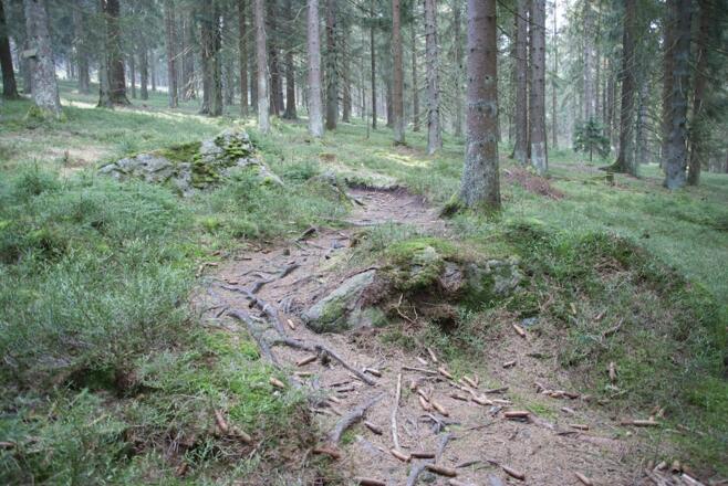 Wurzeliger Abschnitt