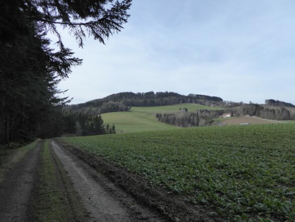 Aufstieg auf den Blumenberg (682m)