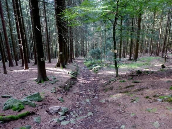 Wanderweg 5 nach Seign - Blockige Passage im Teil 2