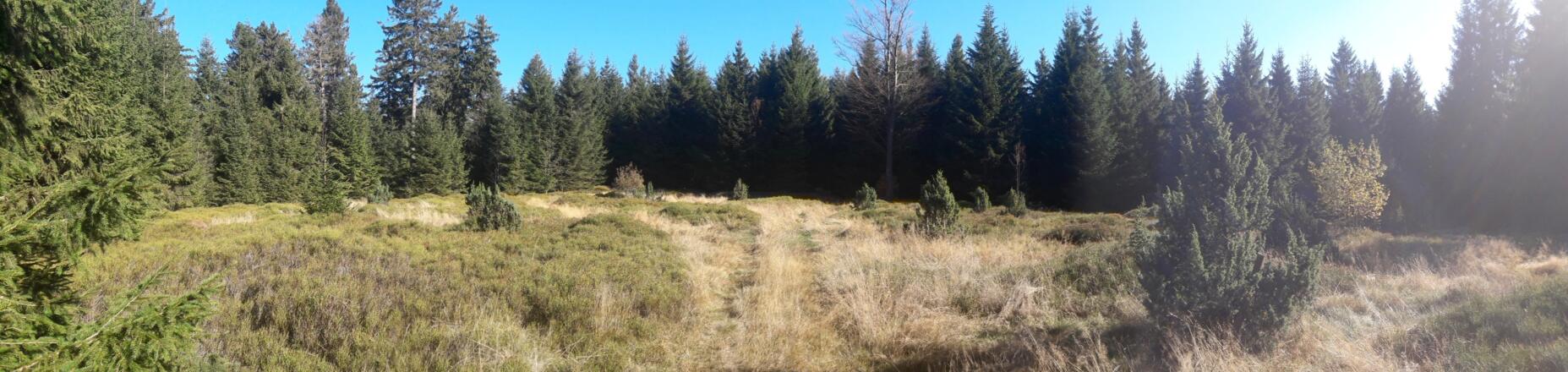 Wacholderheide zwischen Predigtstuhl und Hochberg