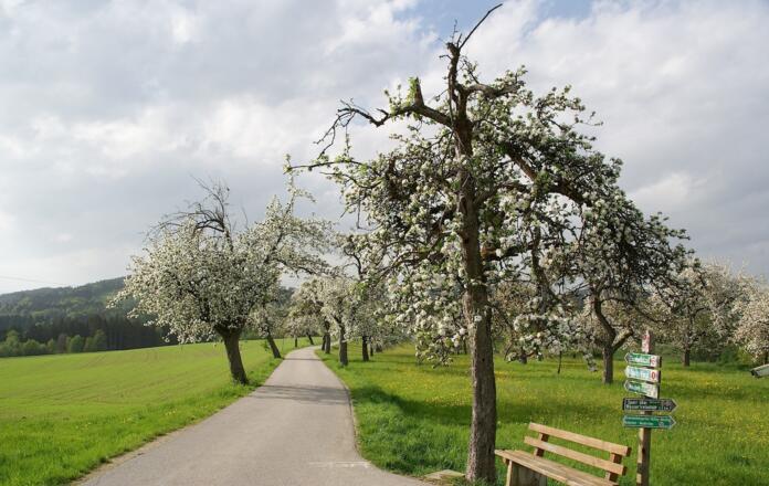 Weggabelung nach Neukirchen - hier geht es rechts weiter