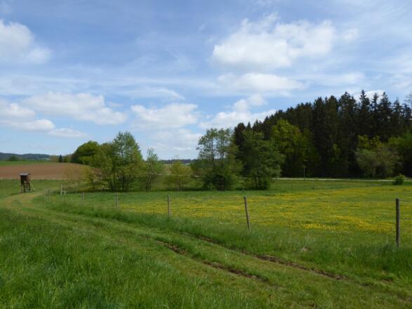 Wiesenlandschaft bei Bärnzell