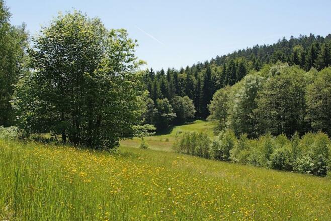 Bachwiesen nach Grünmühl