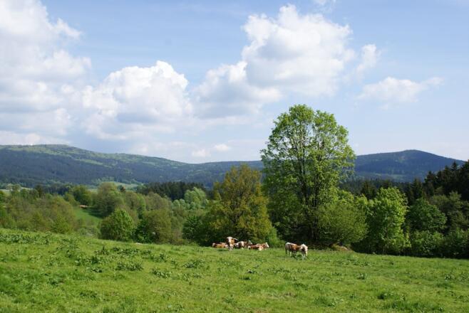 Aussicht bei Hilm zu Hirschenstein und Schopf