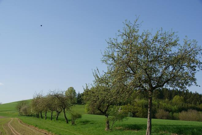 Wanderweg entlang der Apfelbaumreihe nach Oberwachsenberg