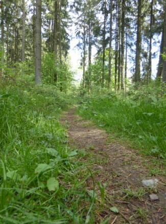 Pfade durch das Söldnerholz