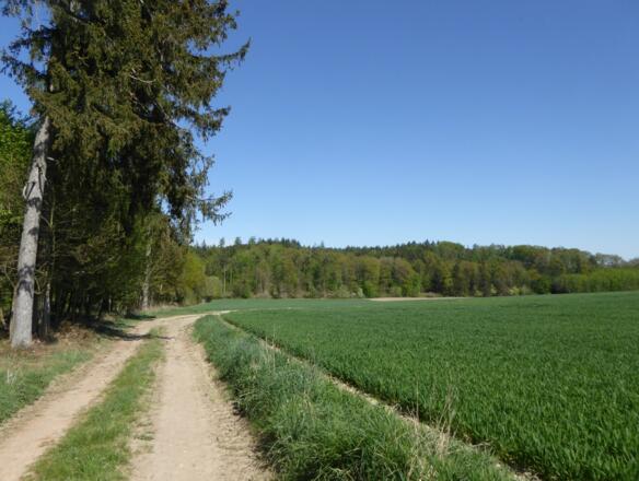 Wald und Wiese - Abwechslung