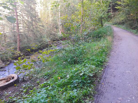 Im Perlbachtal Richtung Neukirchen