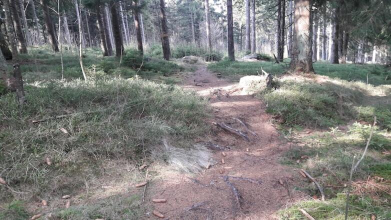 Steiniger mit Wurzeln durchsetzter Abschnitt