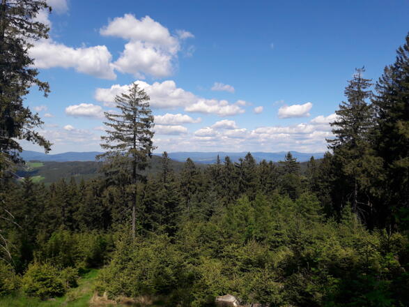 Blick zum Großen Arber