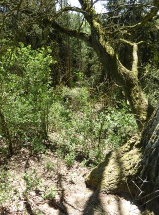 Ringwall bei Haagmühl - Aufstieg