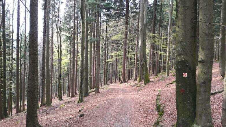 Waldweg nach Schuhchristleger