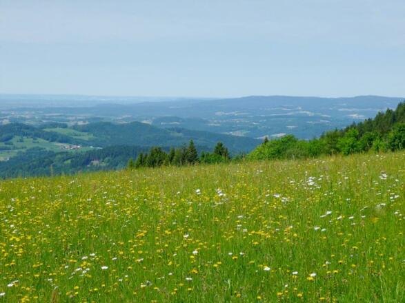 Aussicht von Grandsberg