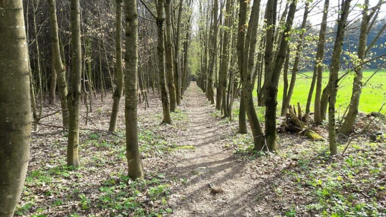 Alleenabschnitt vor Hof