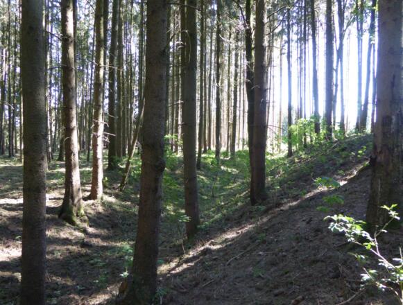 Viereckschanze - Vordere Schanze - Ringwall