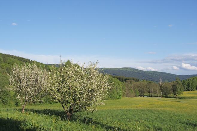 Blick durch Kurparkwiesen zum Hirschenstein