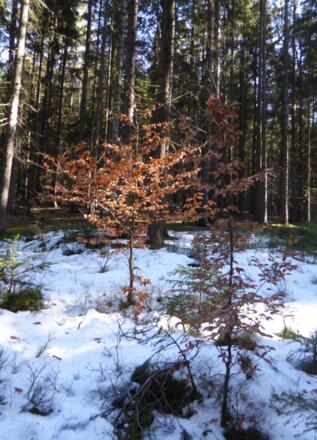 es wird Frühling :-)