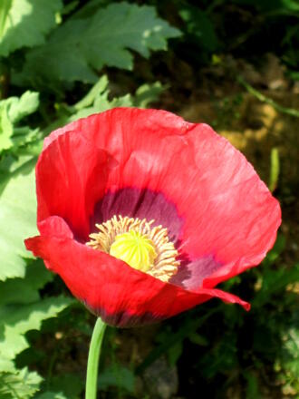 Tankstelle für Bienen