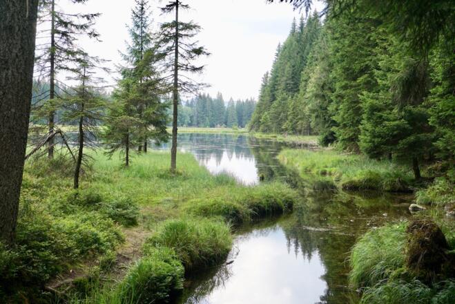 Zuflussbach im hintersten Rundwegteil