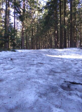 Waldweg um den Großen Buchberg