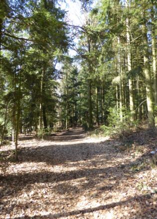 Waldweg um den Großen Buchberg