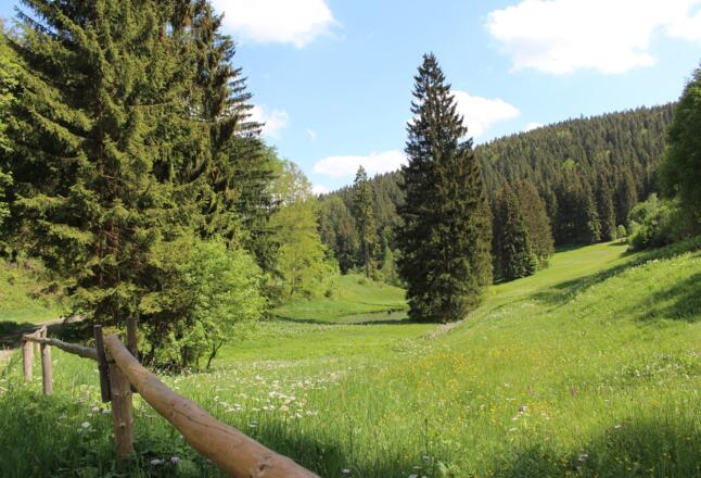 Wandern am Rennsteig