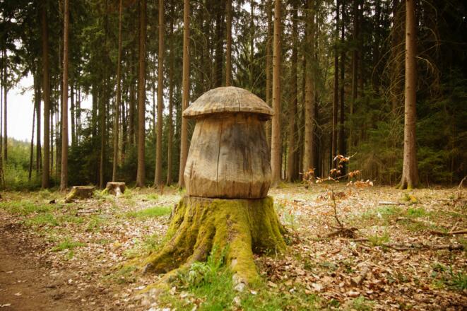 Holzpilz beim Frauenbründl