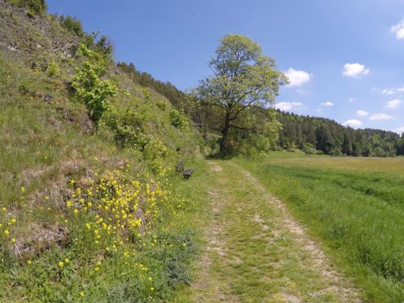 Idyllischer Wanderweg hinter Oberailsfeld