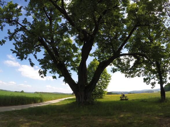 Naturdenkmal zwischen Kohlstein und Hungenberg