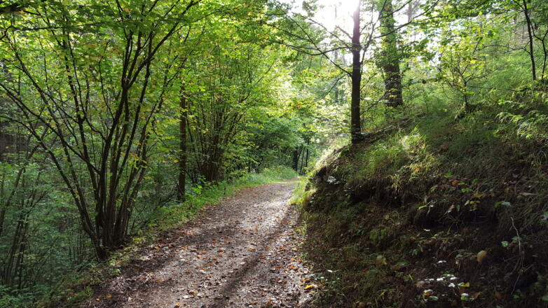 Schöner Waldweg im Tiefen Grund kurz vor Tüchersfeld